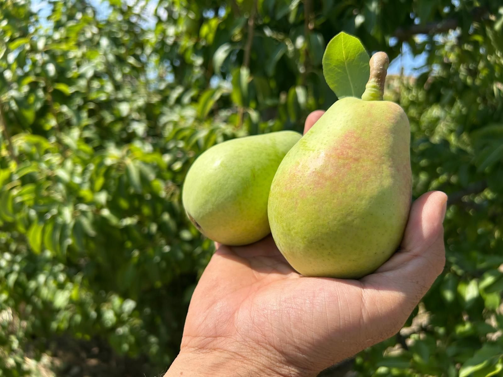 Una mano regge due pere fresche, di un verde chiaro, sullo sfondo sfocato di un frutteto.