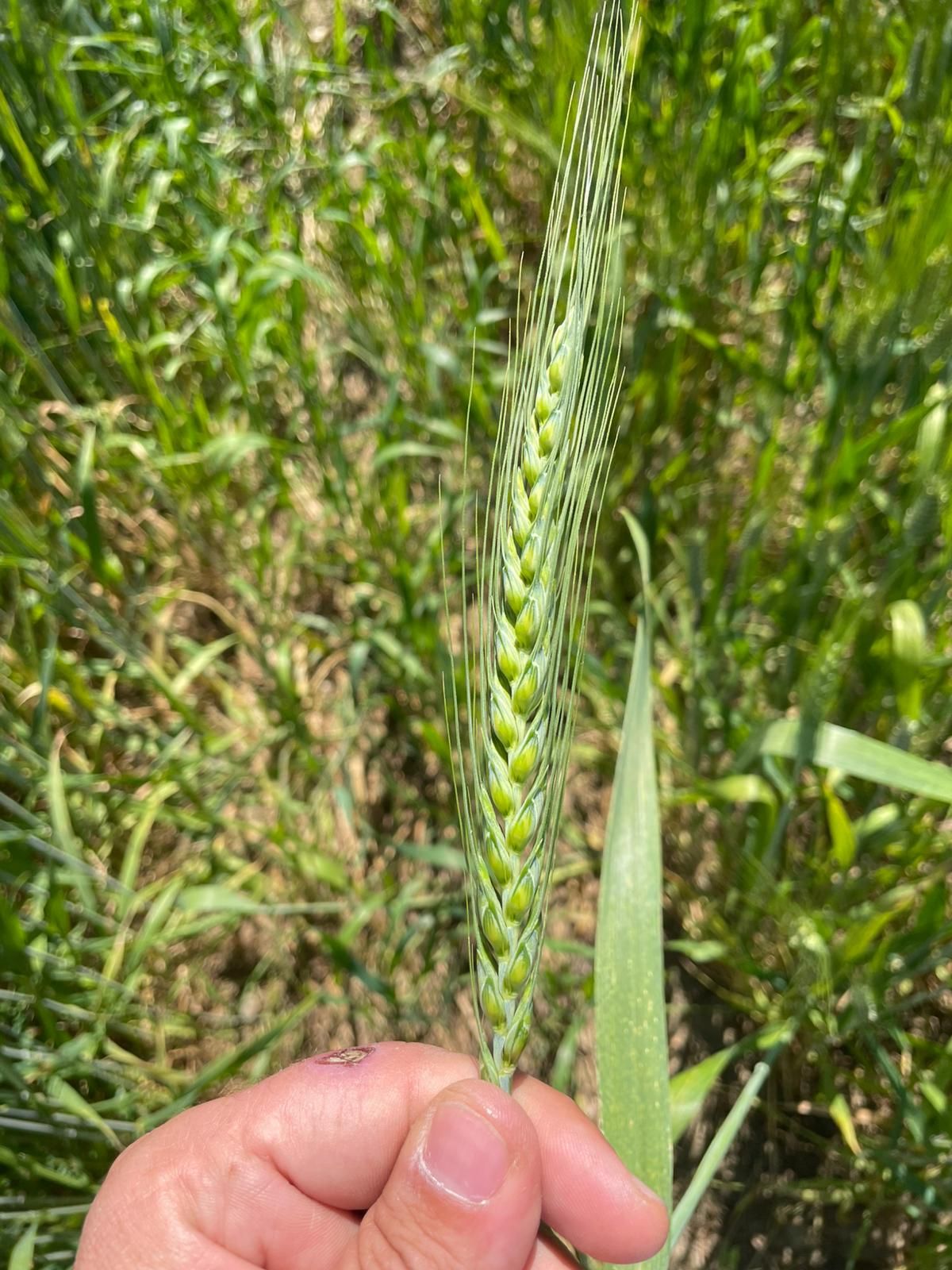 Una persona tiene in mano una spiga di grano di un verde brillante in un campo, mostrandone la struttura dettagliata dei chicchi.