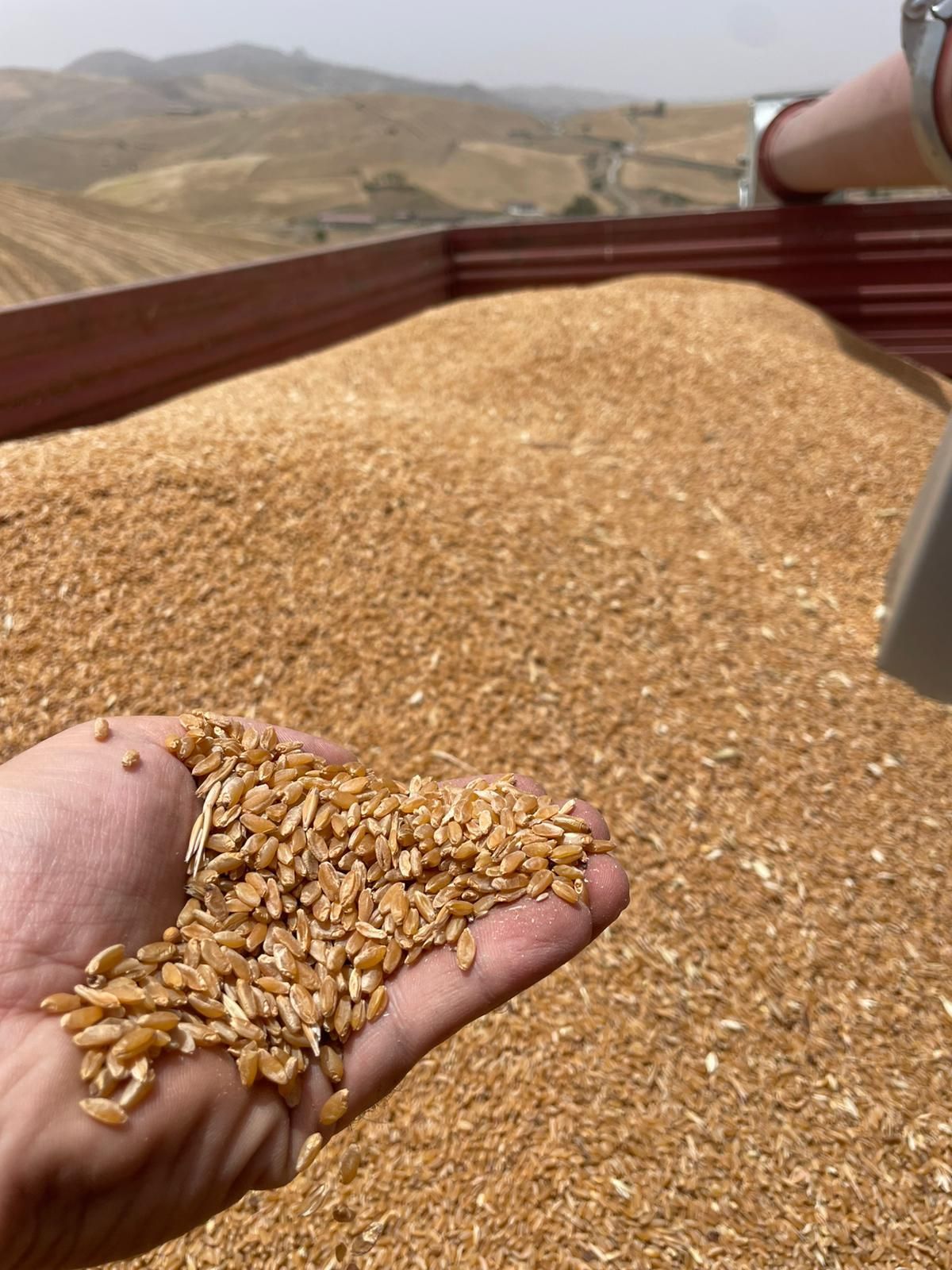 Una mano stringe una manciata di chicchi di grano dorato sopra un grande rimorchio carico di raccolto, con dolci colline sullo sfondo.
