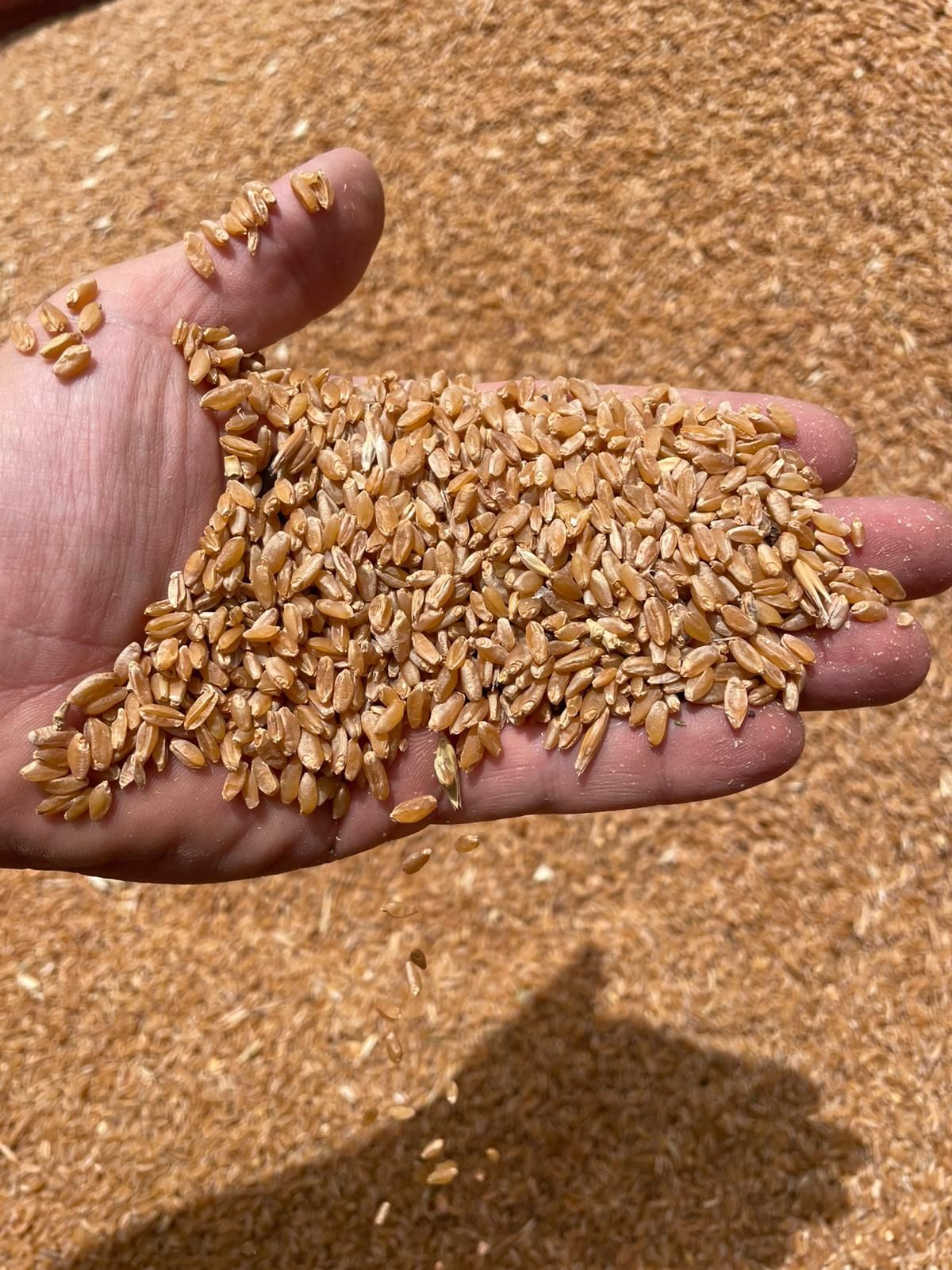Una mano tiene una generosa porzione di chicchi di grano dorati, con un'enorme pila dello stesso tipo di grano sullo sfondo.