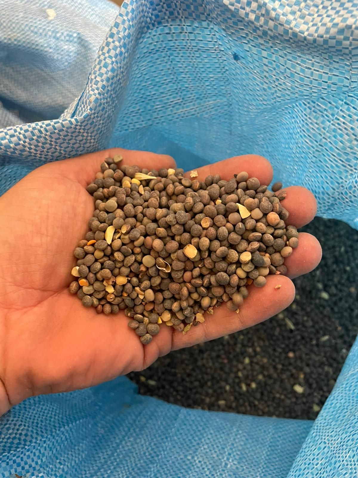 Una mano tiene una manciata di piccoli semi rotondi e screziati di marrone sullo sfondo di un sacchetto di plastica intrecciata blu.