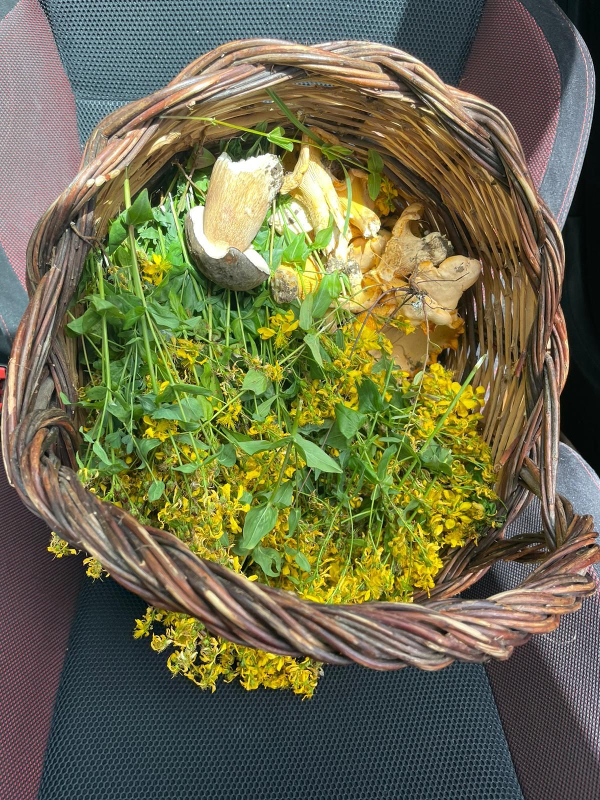 Un cesto di vimini è appoggiato sul sedile di un'auto ed è pieno di fiori selvatici gialli appena colti e di qualche fungo.