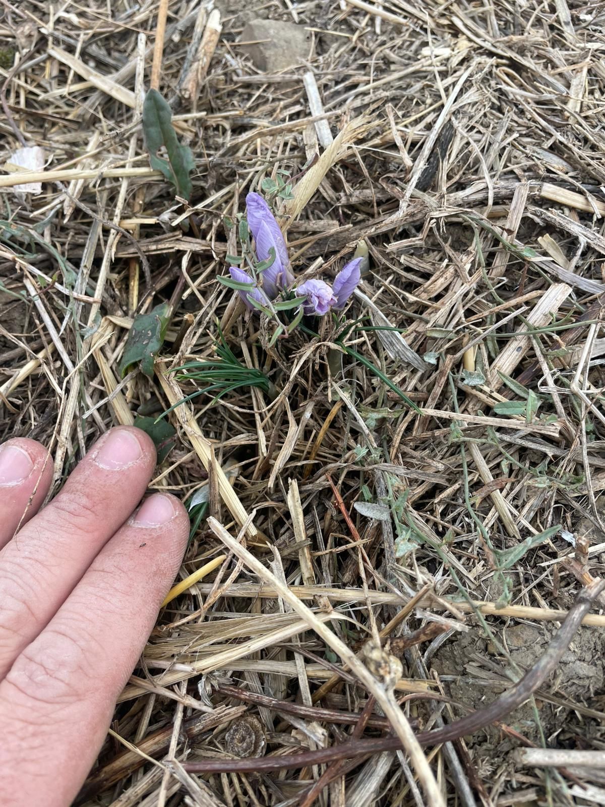 Una mano vicino a un piccolo fiore viola chiaro che cresce in un campo di paglia secca ed erba.