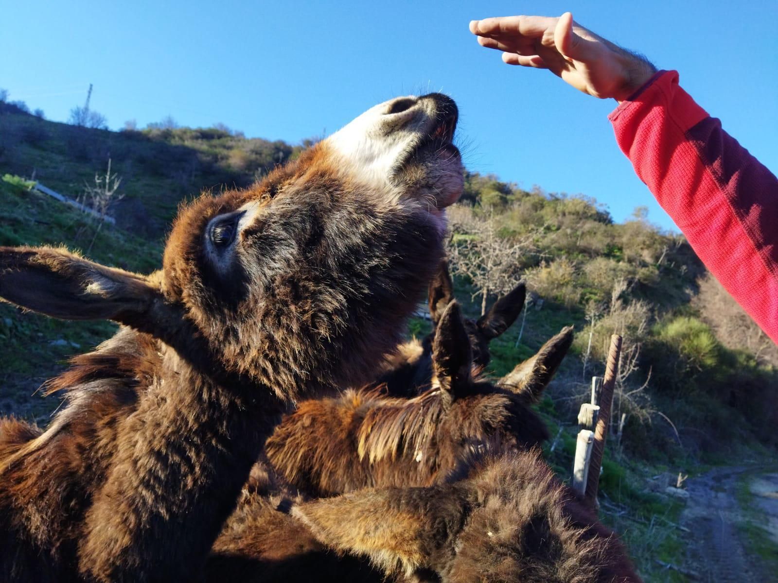 In un paesaggio collinare erboso, una persona con una manica rossa si protende per toccare il muso di un asino marrone.