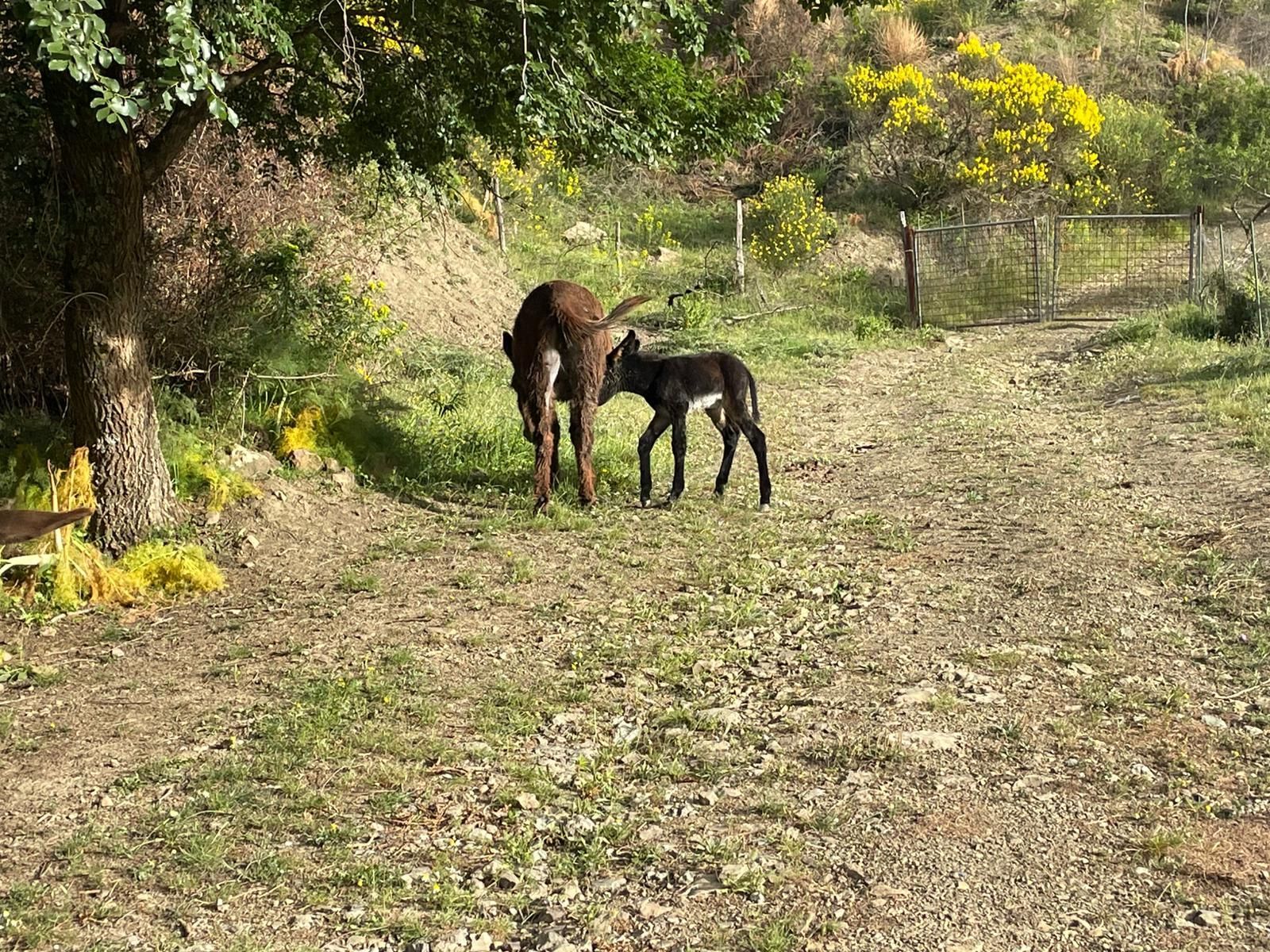 Un'asina dal manto scuro e il suo puledro sono in piedi insieme su un sentiero sterrato in una zona boschiva soleggiata.