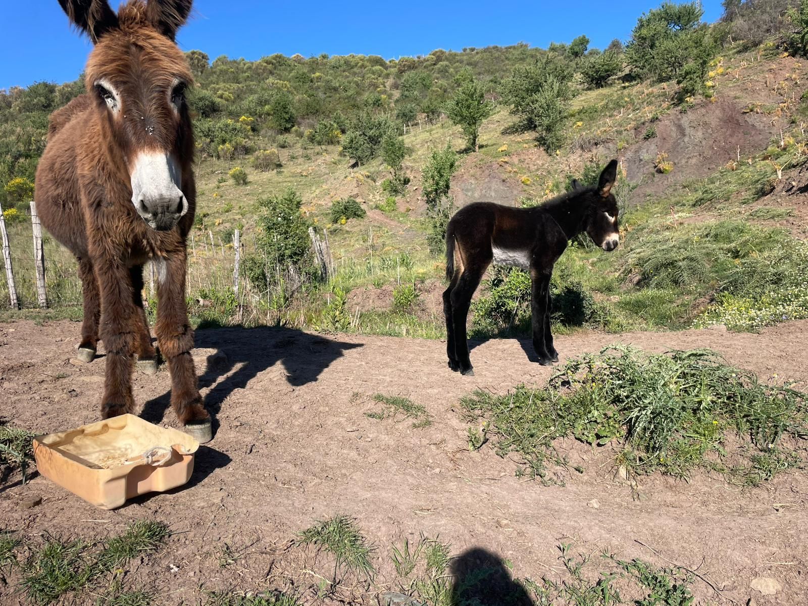 Un asino marrone si trova vicino a una mangiatoia, mentre un piccolo puledro scuro è fermo su un sentiero sterrato a ridosso di una collina.