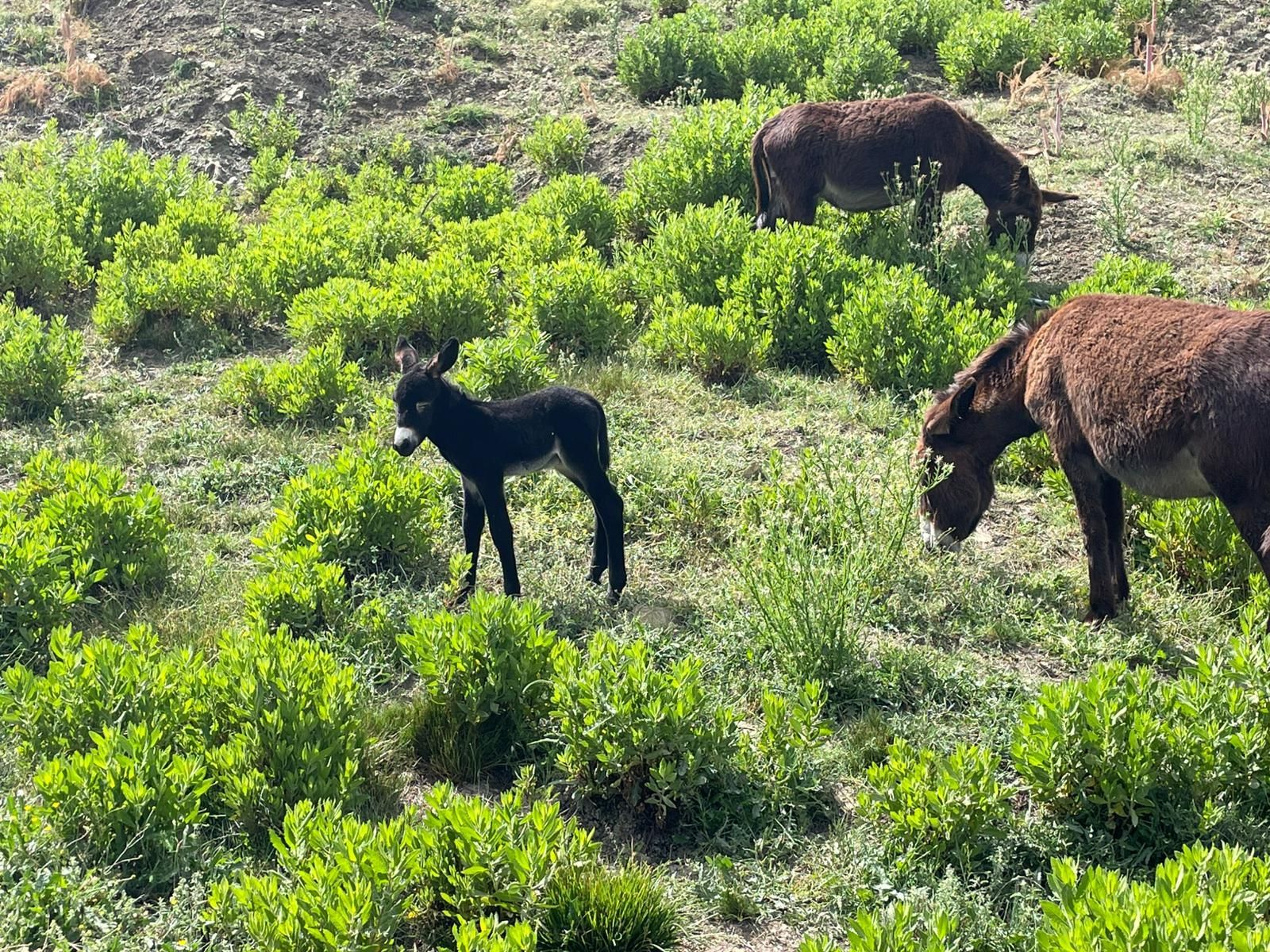 Un piccolo puledro d'asino nero si trova in un prato vicino a due asini adulti marroni che pascolano.