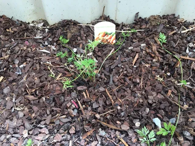 Plant — Goulburn, NSW — River Heights Child Care Centre