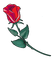 colored rose icon