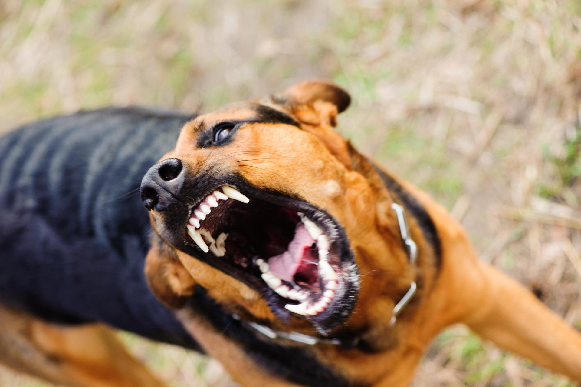 Angry Dog — Roseville, CA — Frank Penney Injury Lawyers