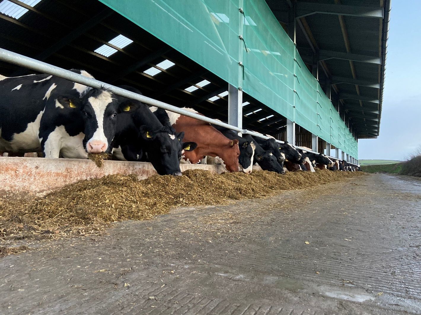 Cow shed windbreak - Industrial size solution