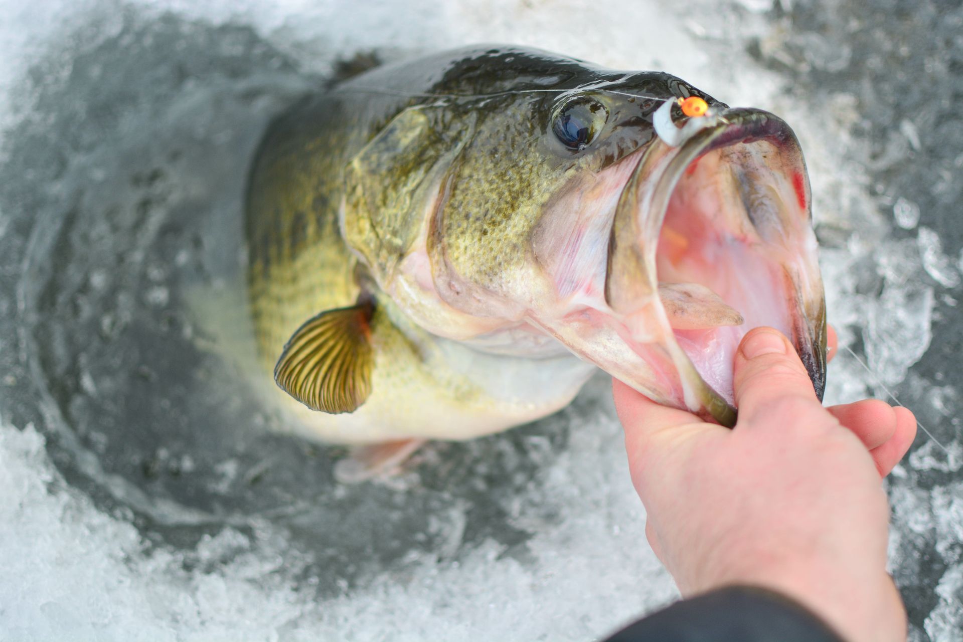 a person is holding a large fish in their hand in the snow .