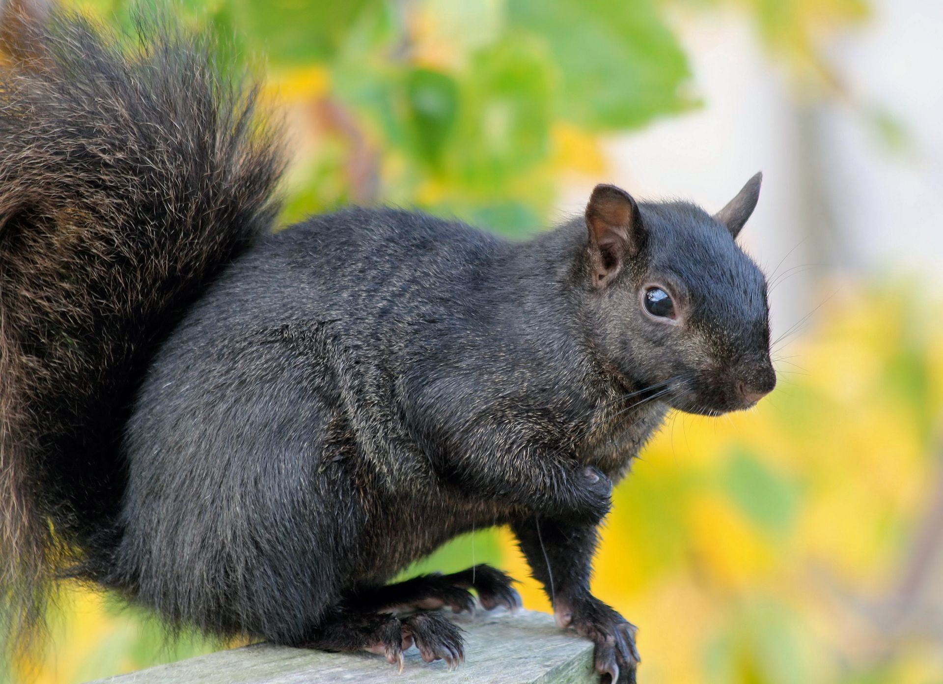 Black squirrel with fluffy tail perched on a wooden fence, looking to the right.