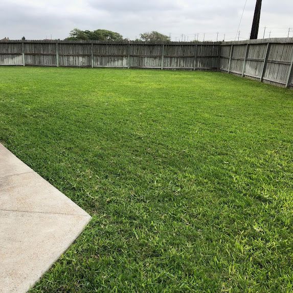 A lush green lawn with a wooden fence in the background.
