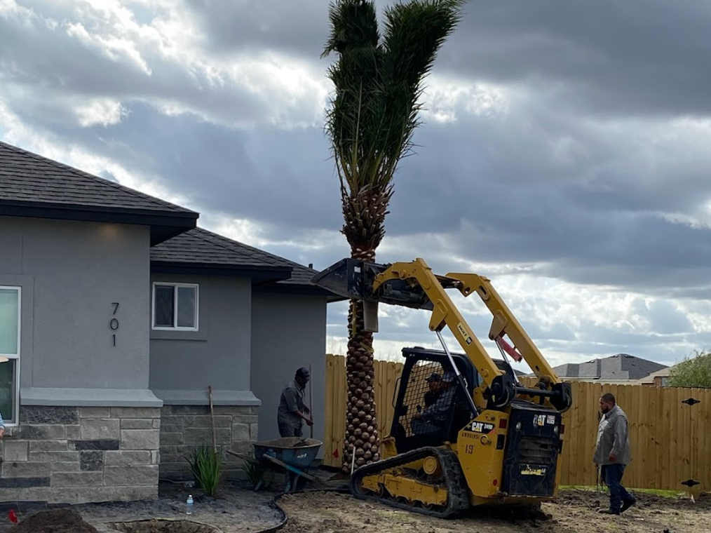 A forklift is removing a palm tree in front of a house.