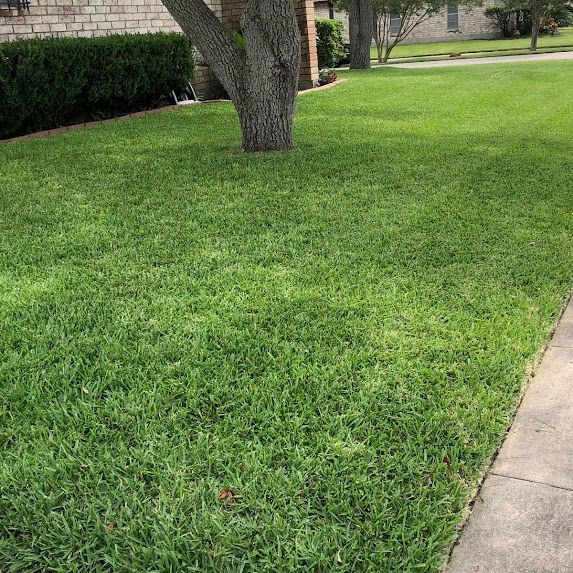 A lush green lawn with a tree in the middle of it next to a sidewalk.