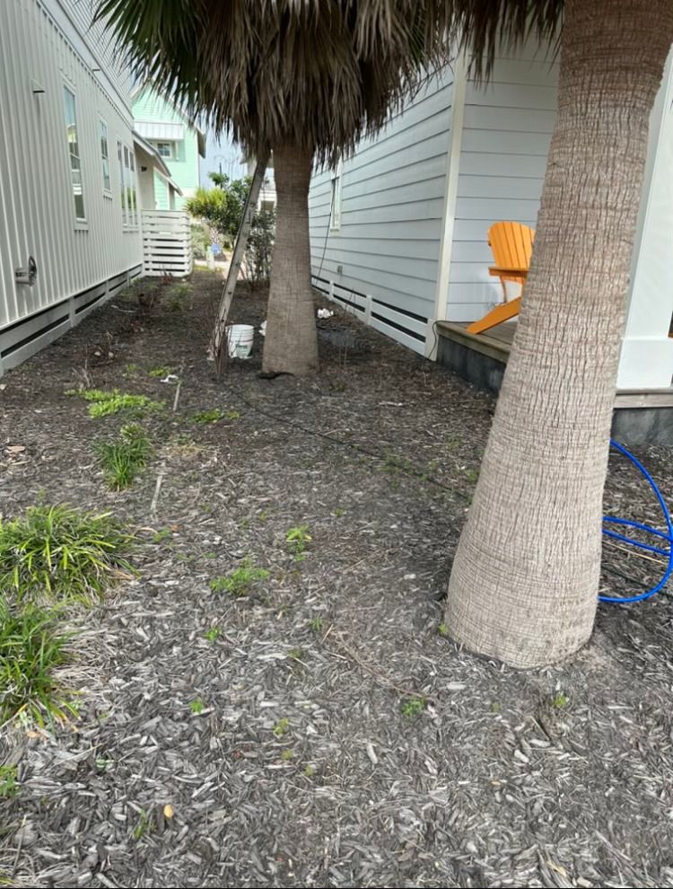 A palm tree is in the middle of a yard next to a house.