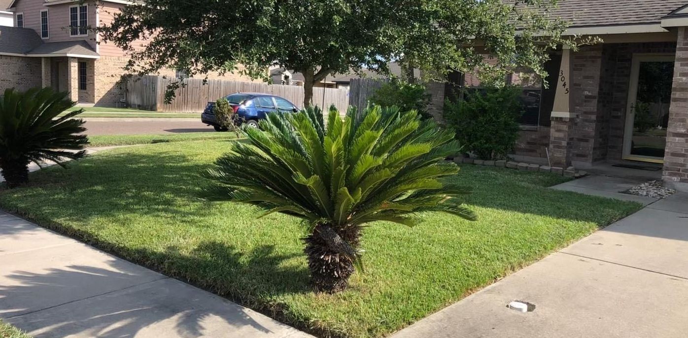 A palm tree is in the middle of a lush green lawn in front of a house.