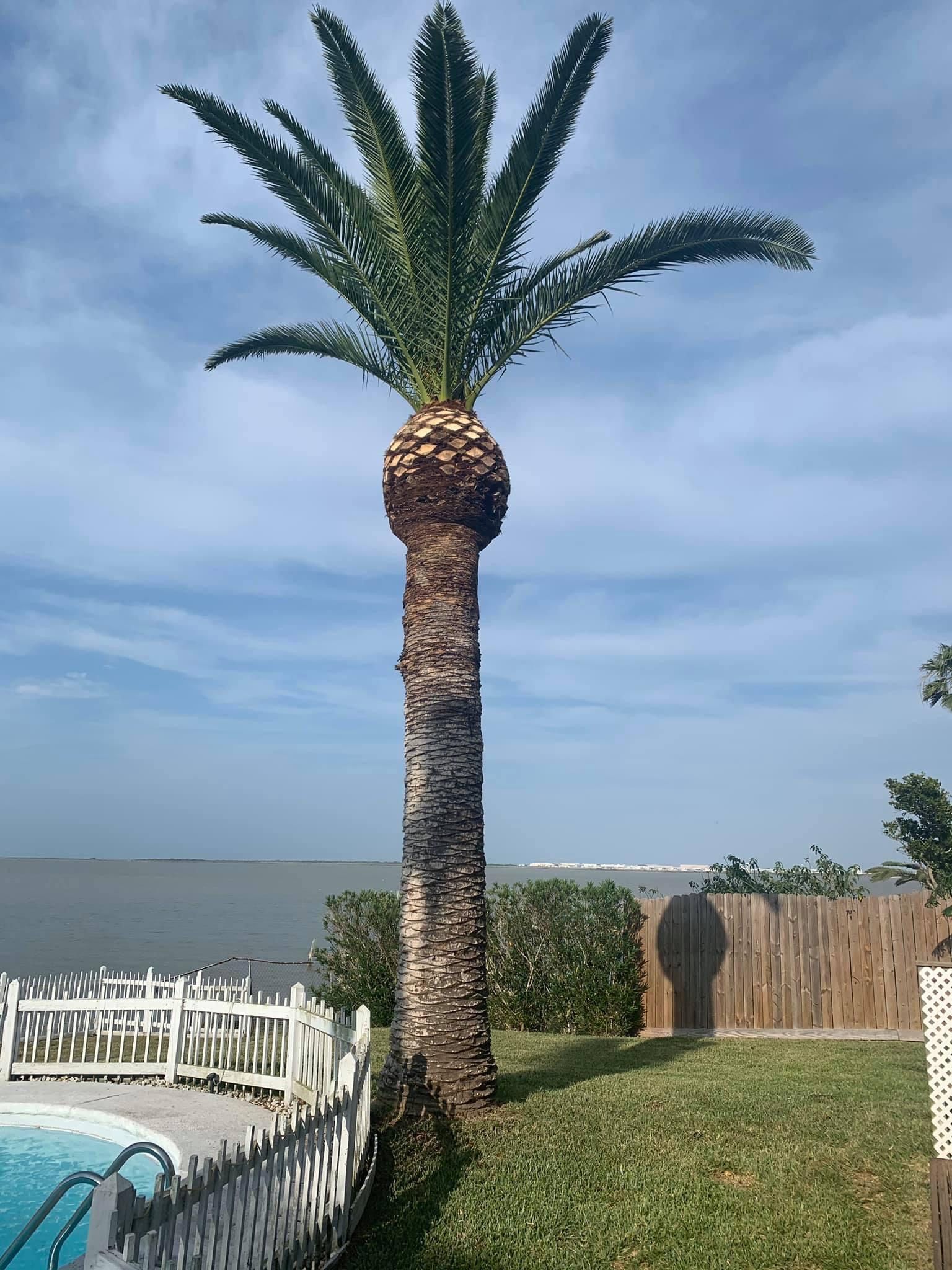 A palm tree is standing in front of a swimming pool.