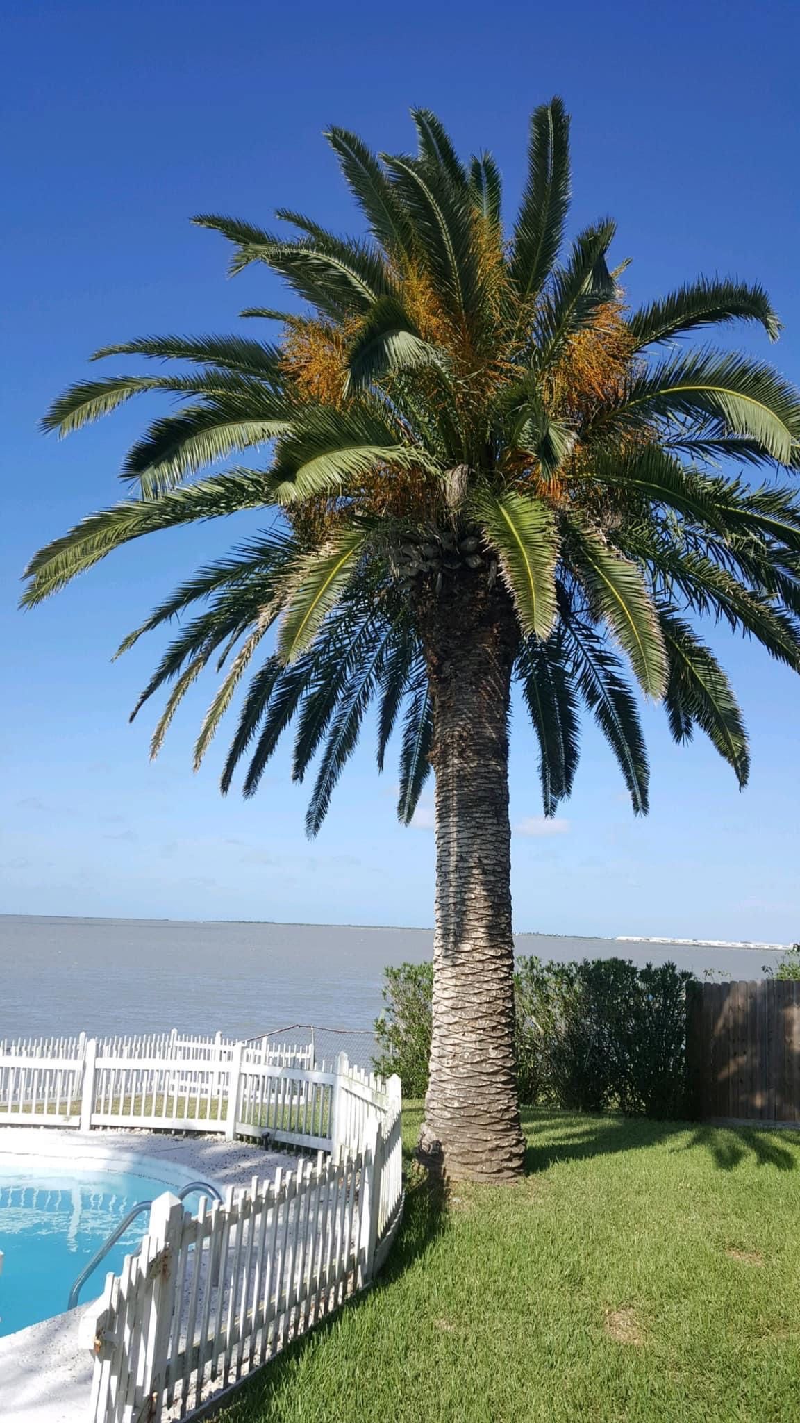 A palm tree is standing in front of a swimming pool.