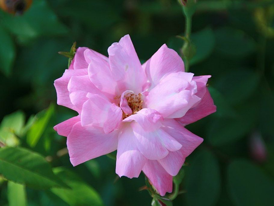 Rosa-old-bush