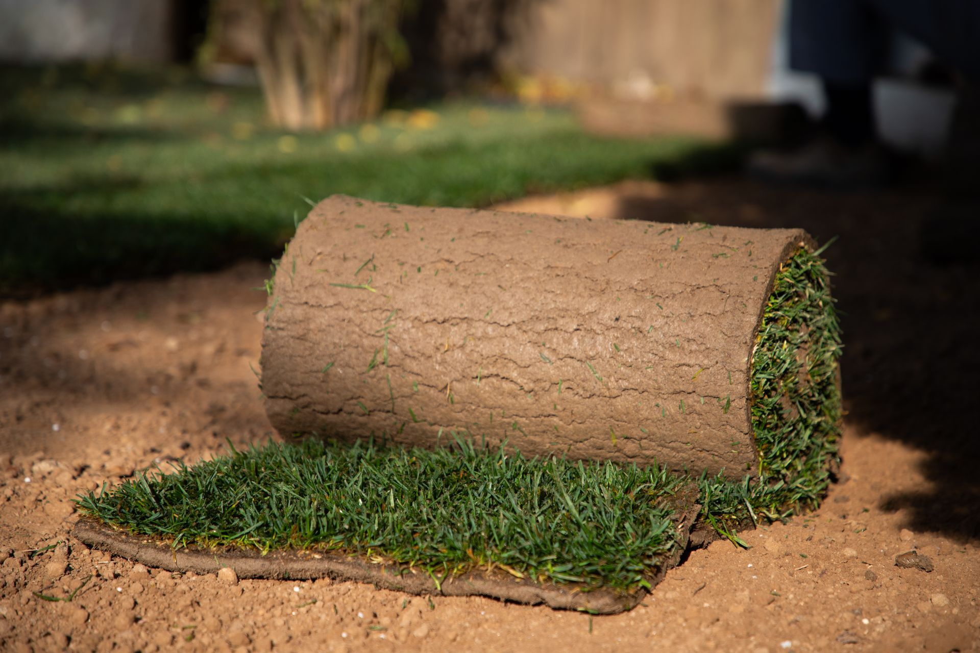 A roll of fresh green sod partially unrolled onto bare soil, with a finished lawn section visible in the background.