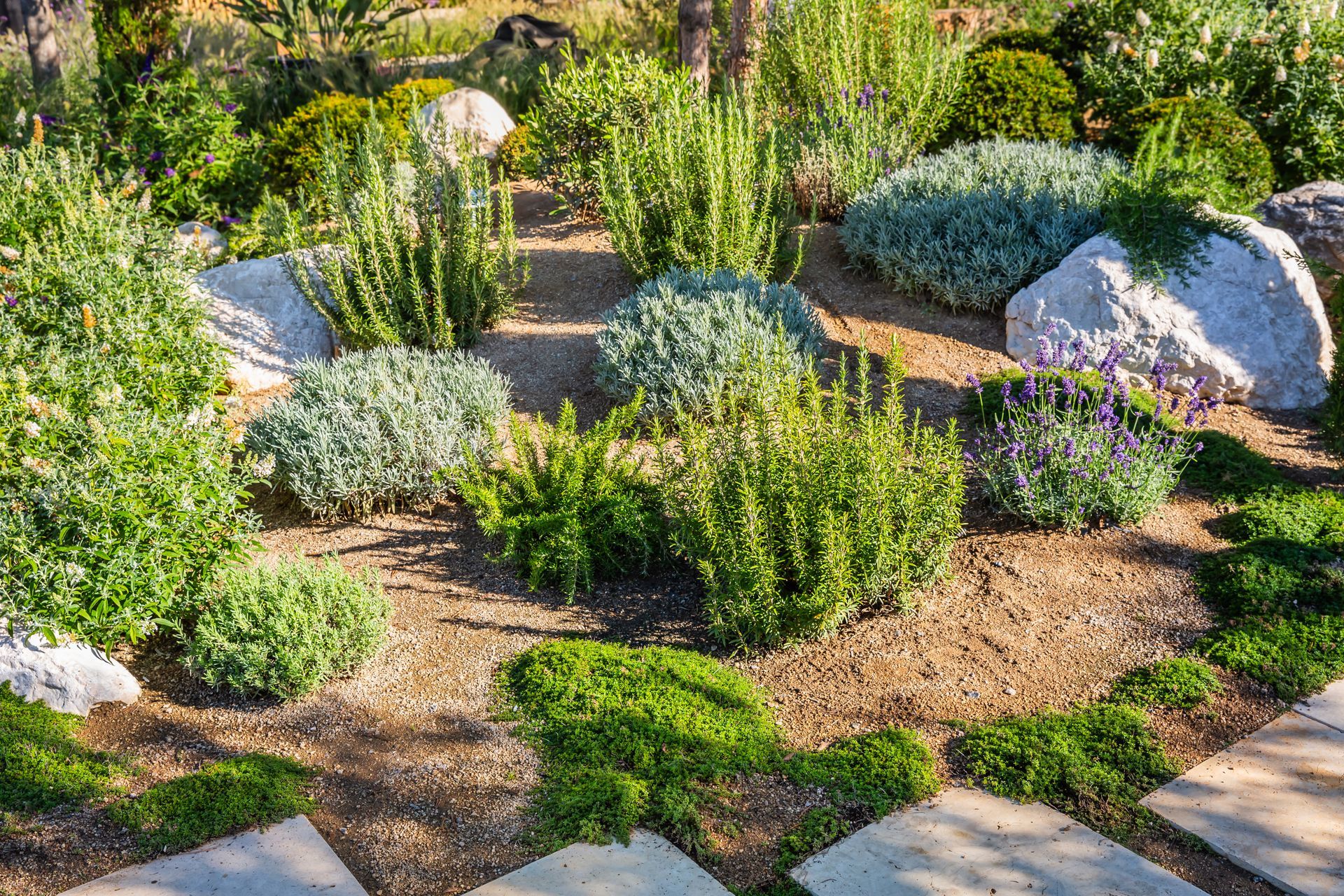 Landscaped garden with low green shrubs, gravel paths, and white flowering plants among stones
