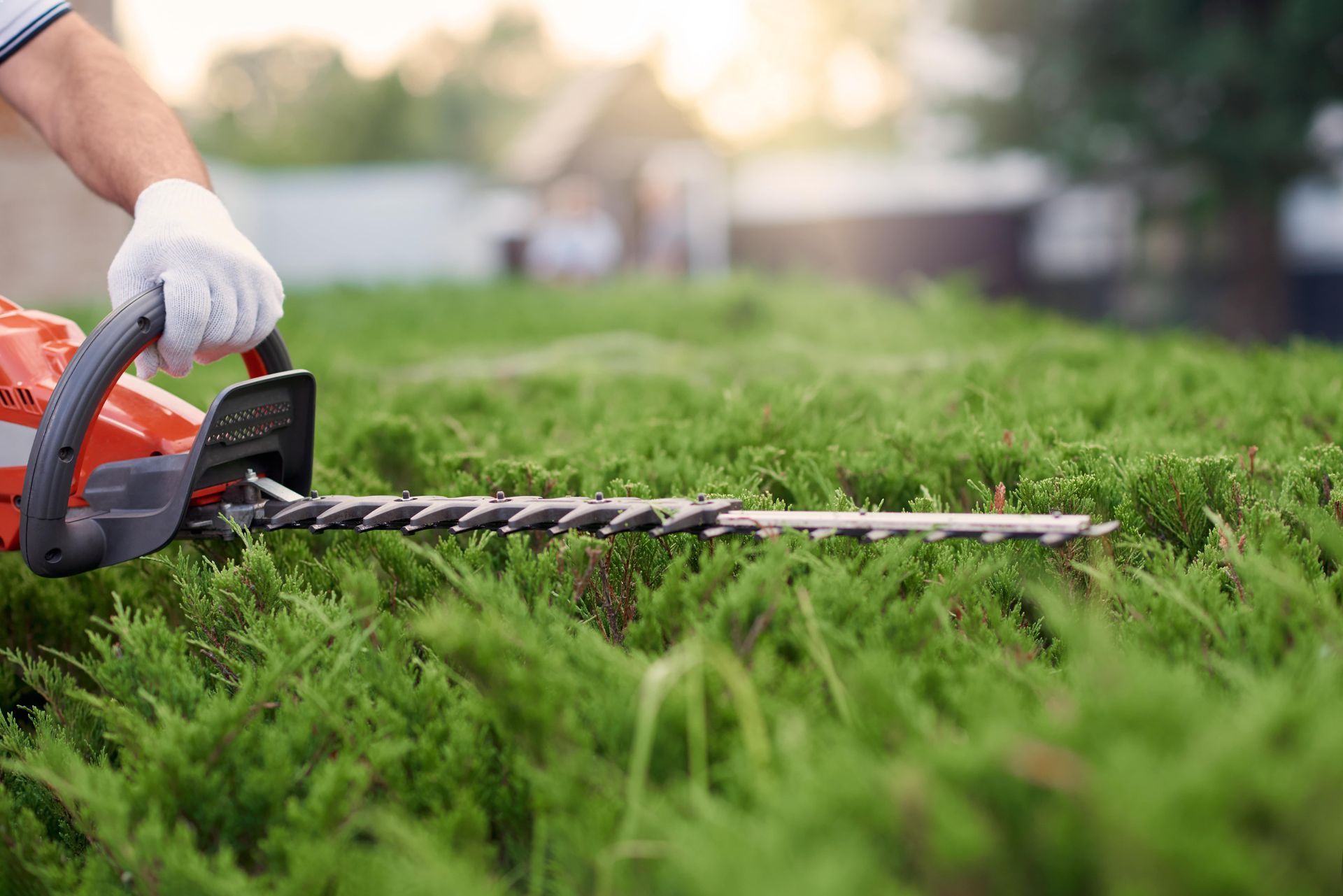 A person is cutting a hedge with a hedge trimmer.