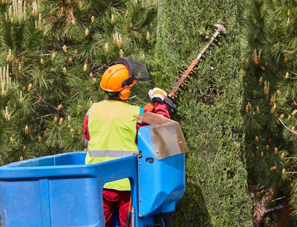 A man is cutting a tree with a hedge trimmer from a crane.