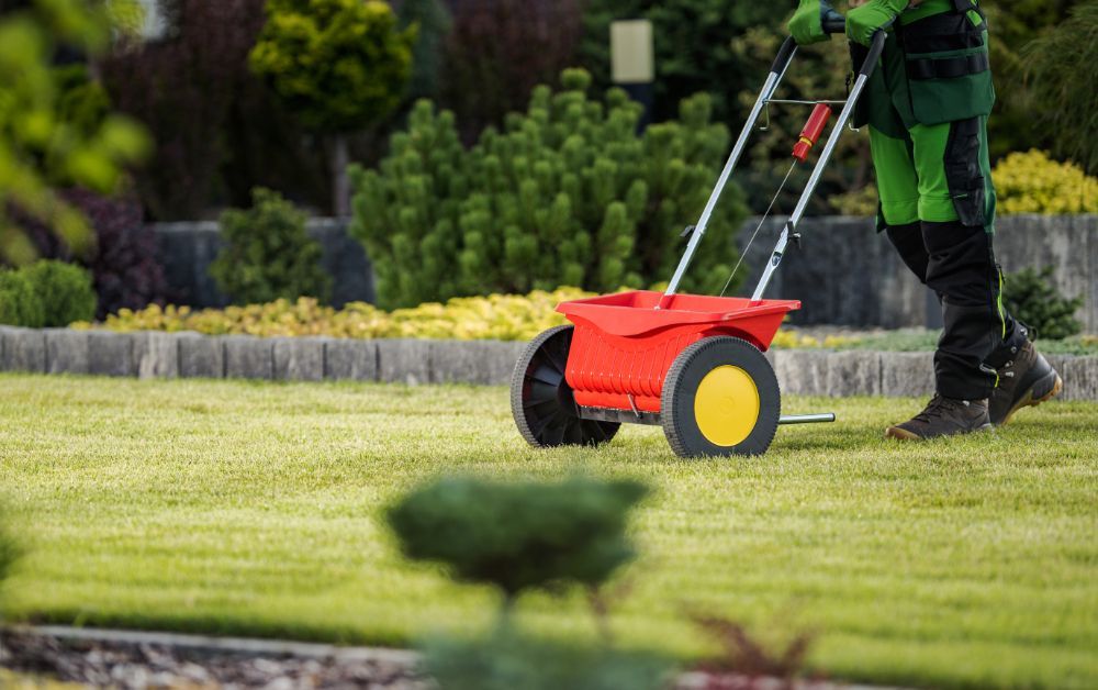 A man is spreading fertilizer on a lush green lawn with a spreader.