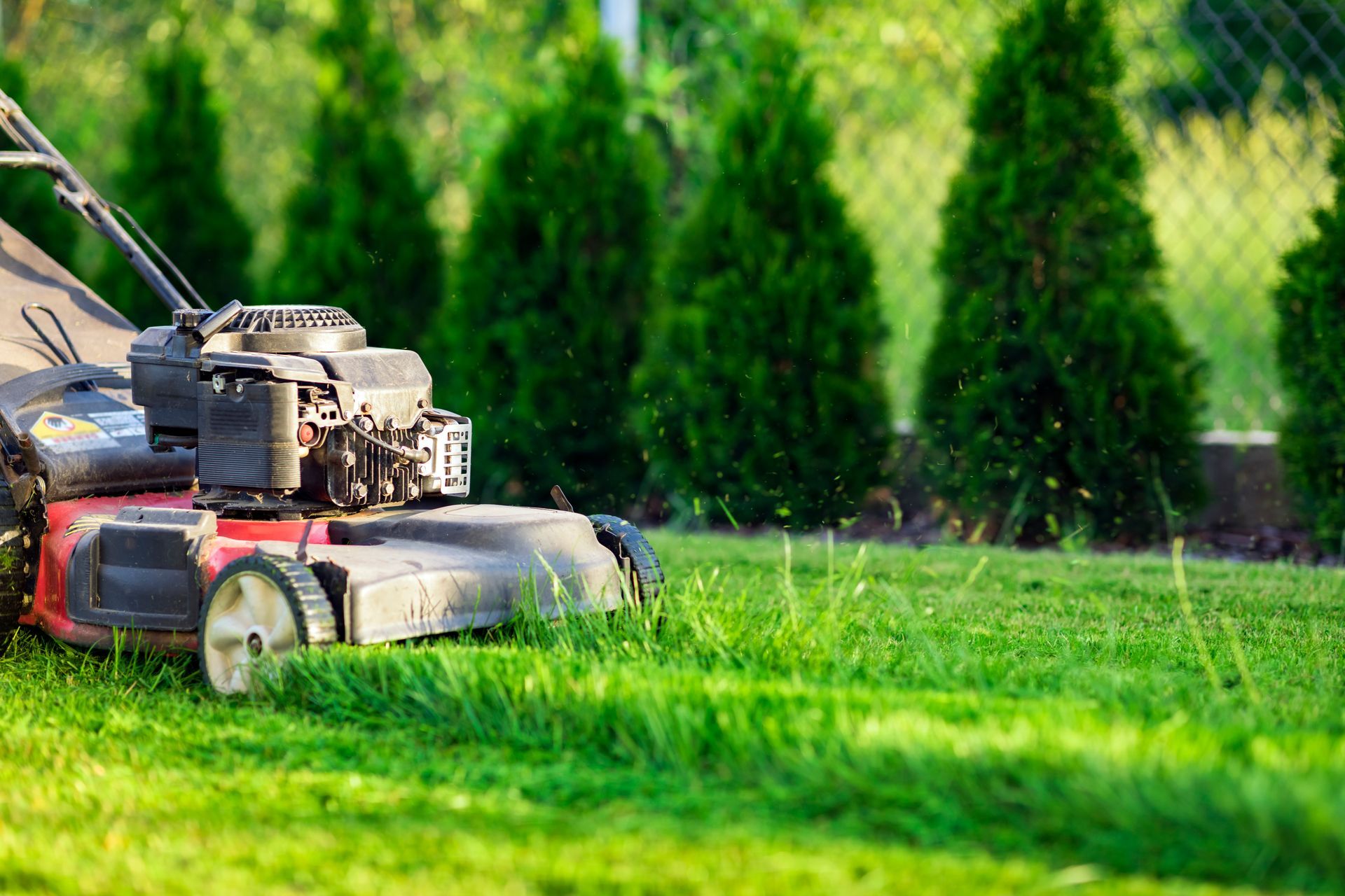 A red lawnmower cutting grass in a backyard with a row of evergreen trees in the background.