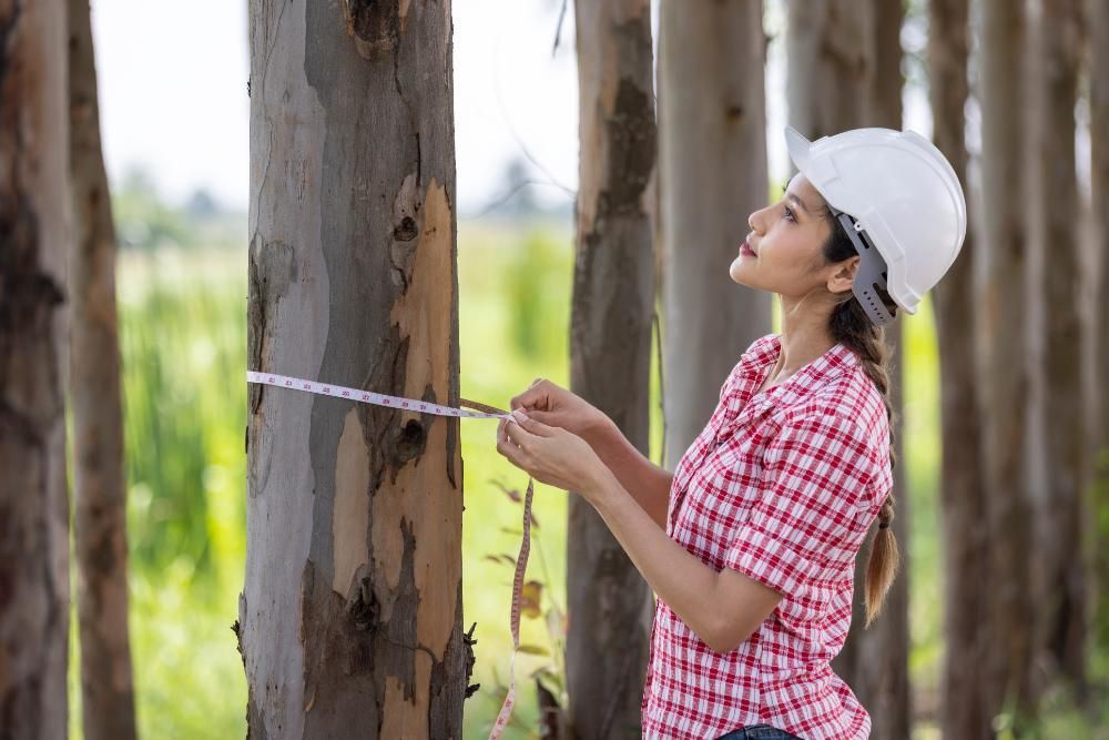 A woman is measuring a tree with a tape measure in a forest.