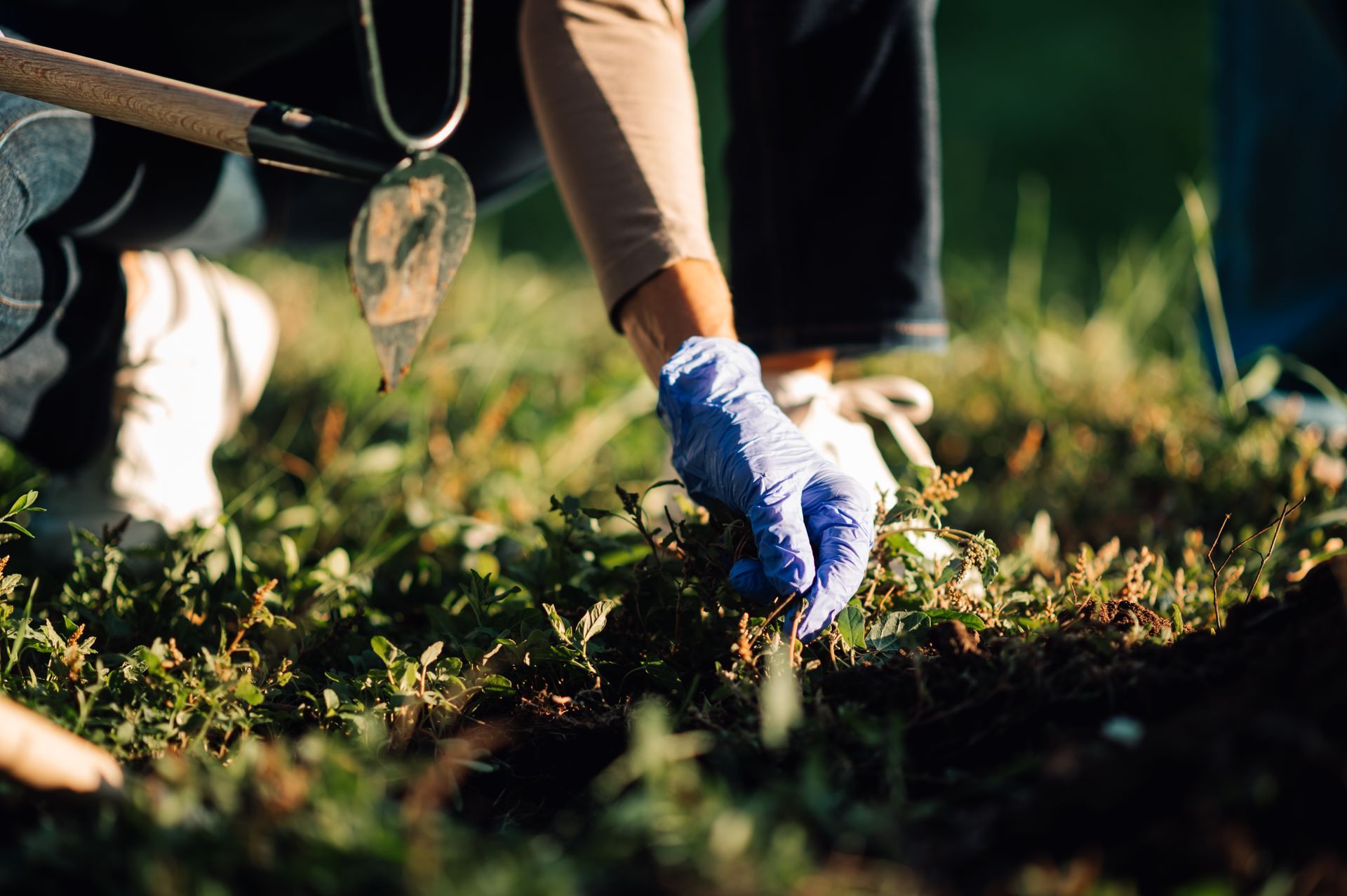 A person in blue gloves weeding a garden, hand close to the ground, surrounded by green plants.