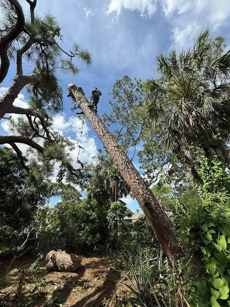 A worker climbs a tall, pruned pine tree trunk in a wooded area under a blue, cloudy sky.