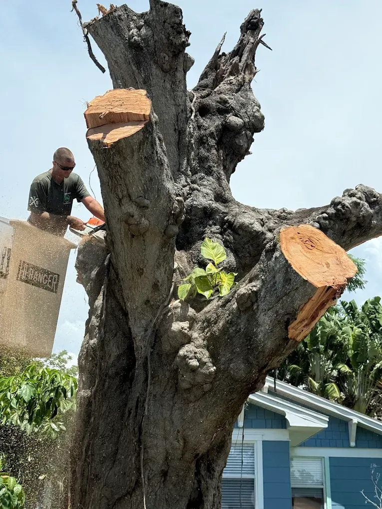 A worker climbs a tall, pruned pine tree trunk in a wooded area under a blue, cloudy sky.