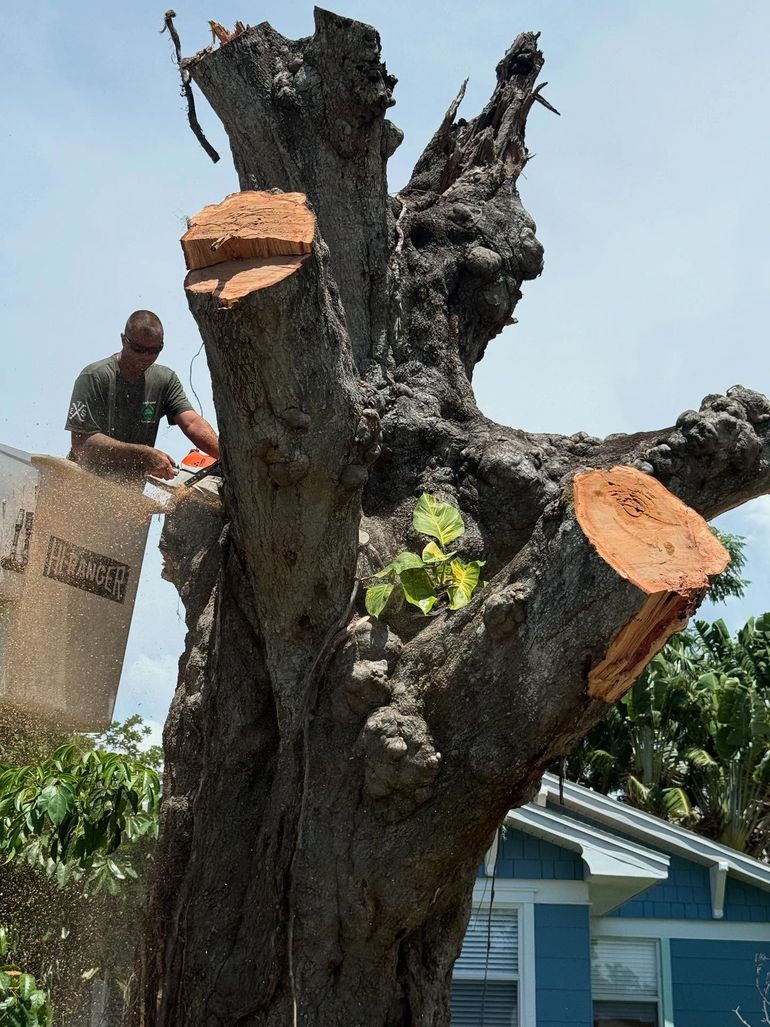 A worker in a lift bucket uses a chainsaw to cut branches from a large, weathered tree near a blue house.