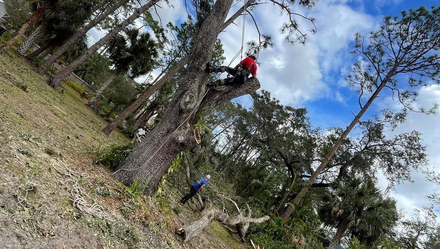 An arborist in a red shirt and safety gear suspended in a tree while pruning, with a second person working below.