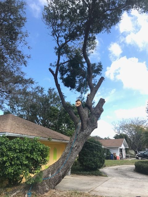A large, leaning tree in a residential yard has been recently trimmed, with visible sawed-off branches.