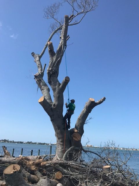 A worker harnessed to a large, pruned tree near a waterfront on a sunny day.