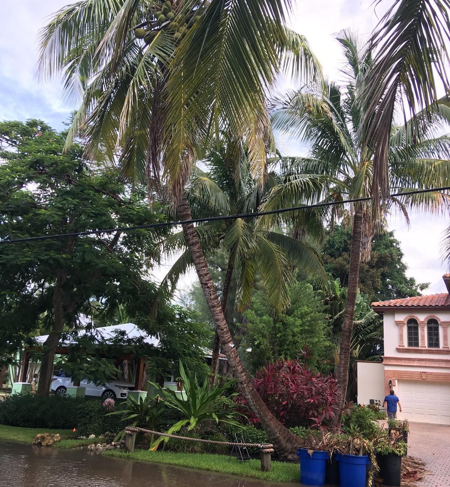 Tall palm trees lean over a residential yard with a house, a driveway, and blue pots on a cloudy day.