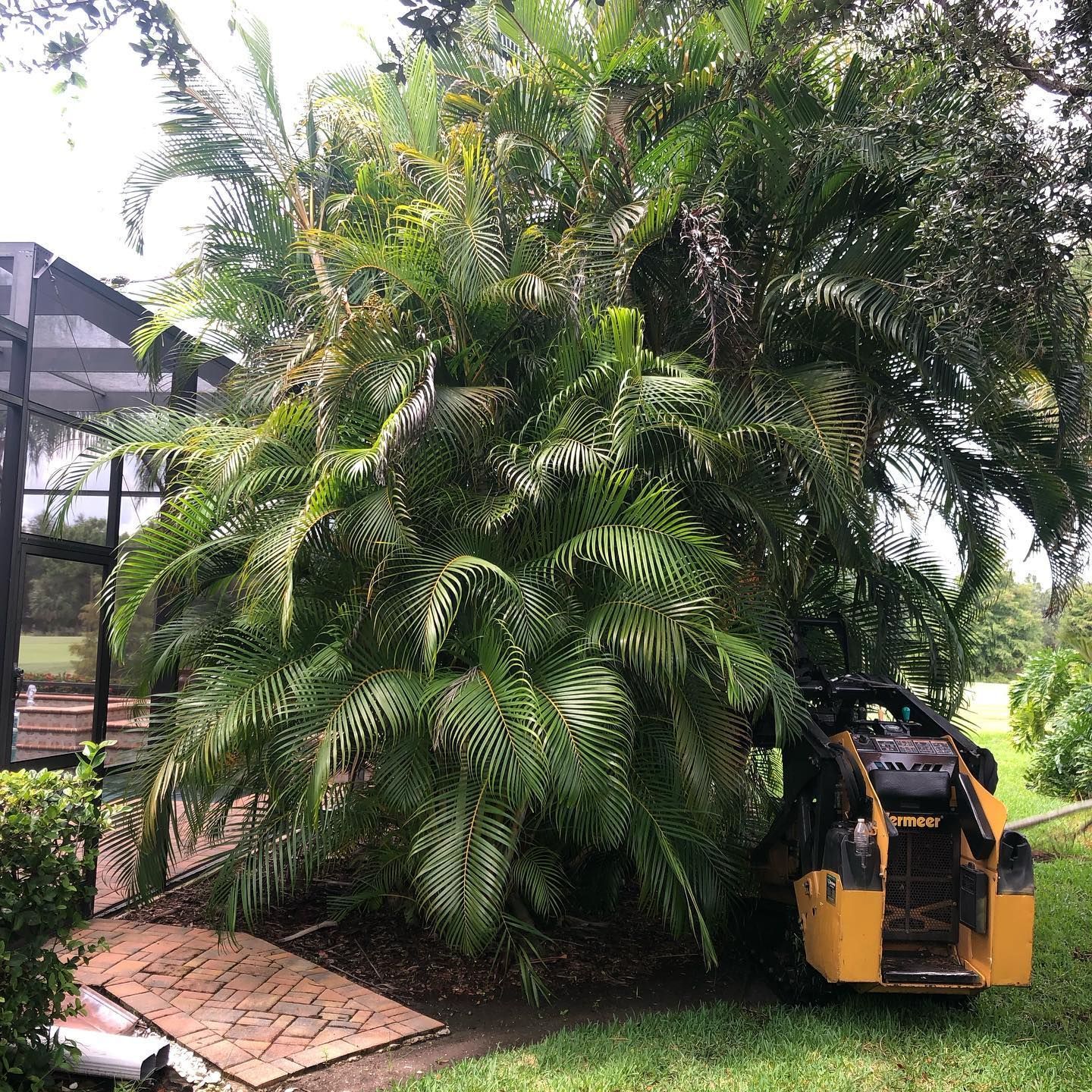 A yellow skid steer loader parked next to a large, dense cluster of palm trees near a screened-in patio.