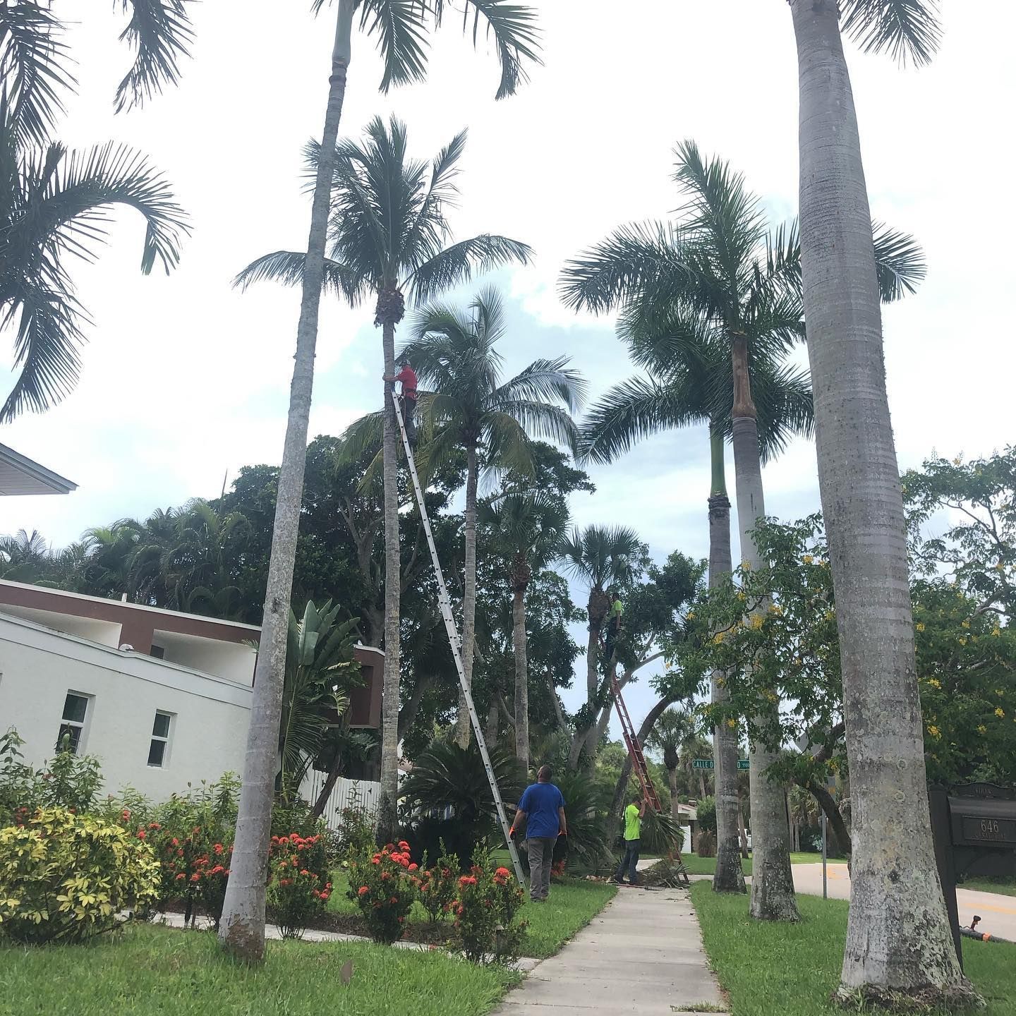 Workers use an extension ladder to trim tall palm trees along a sidewalk near a white building.
