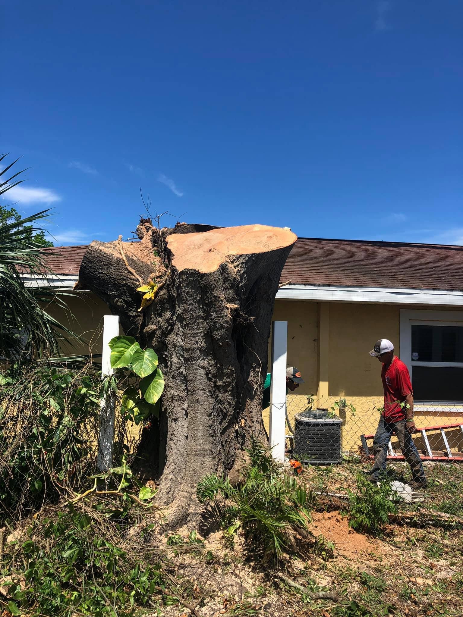 A worker in a red shirt walks past a large, freshly cut tree stump in front of a yellow house under a blue sky.