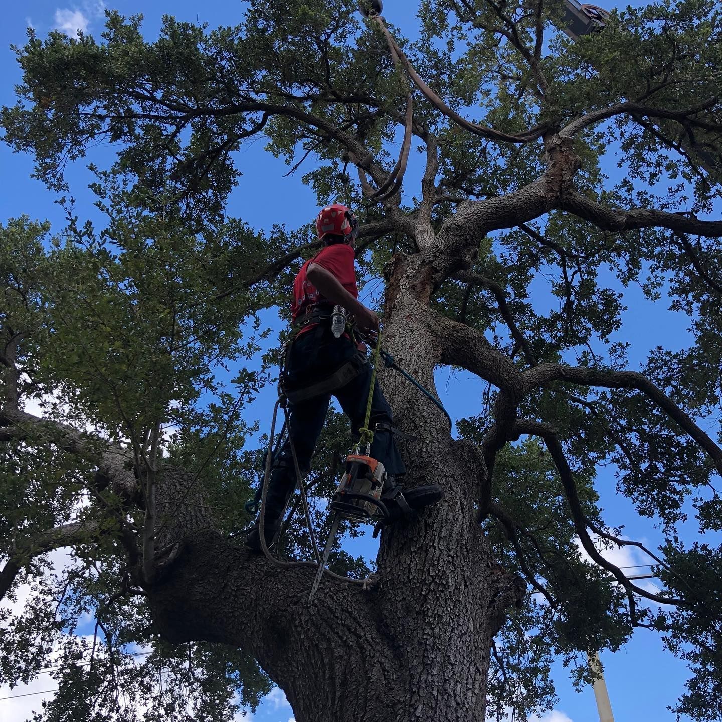 An arborist in a red shirt and harness works high in a large, leafy tree under a bright blue sky.