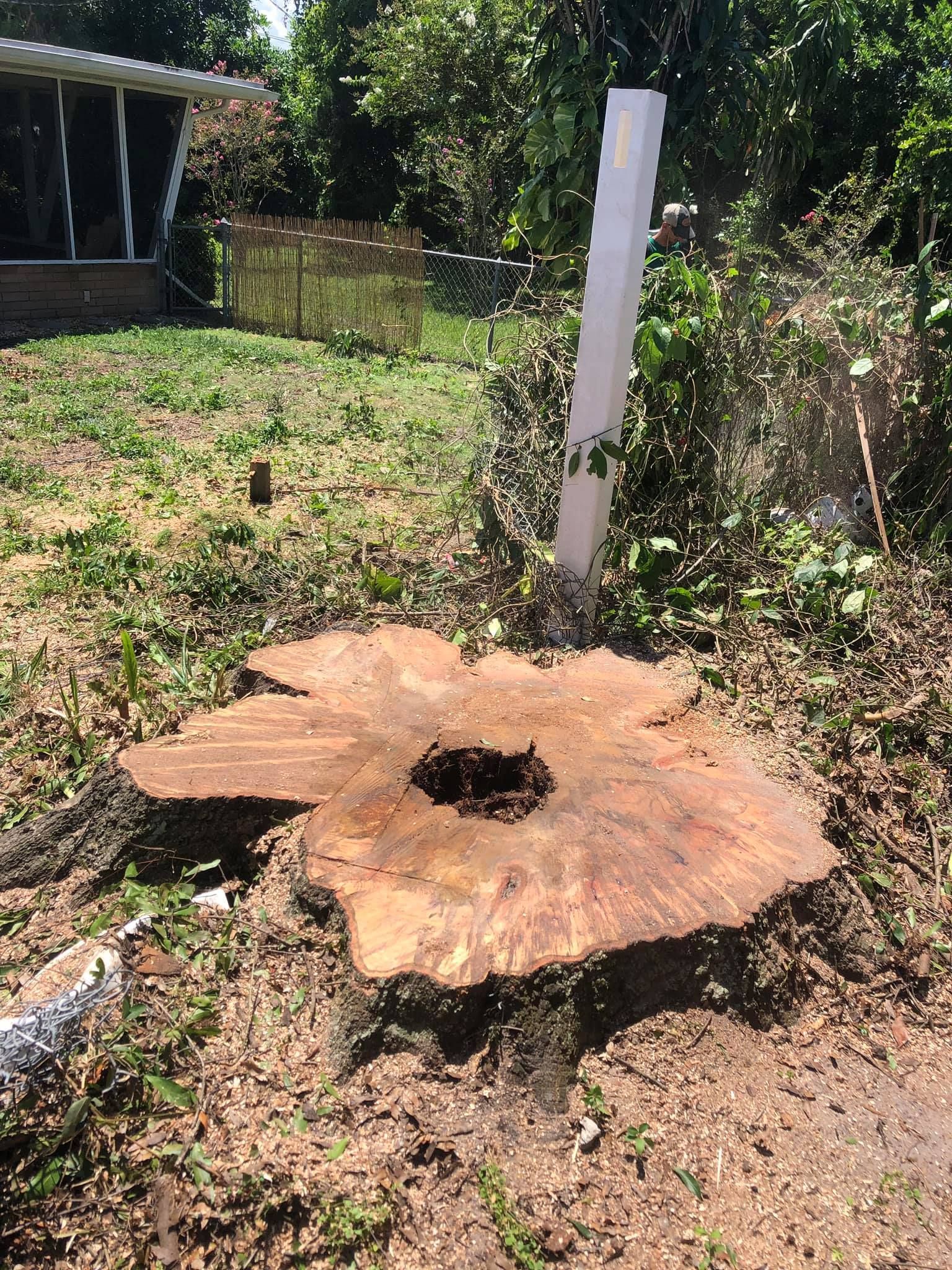 A large, fresh tree stump with a hollow center sits in a sunny backyard next to a white post.