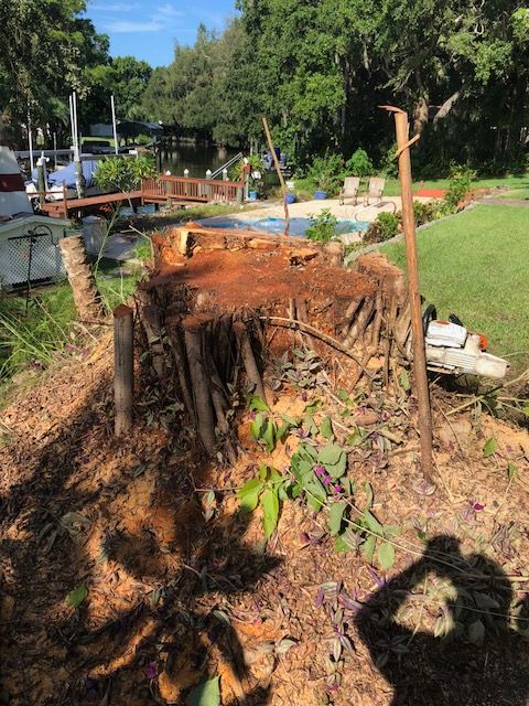 A large tree stump being cut by a chainsaw, situated in a backyard near a swimming pool and a dock by the water.
