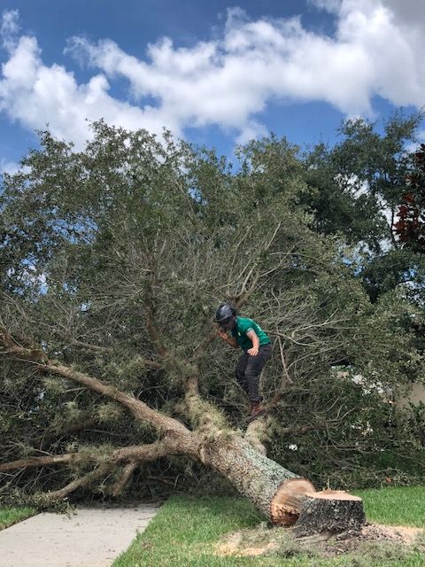 A person wearing a helmet and green shirt stands on a large, freshly cut tree that has fallen across a sidewalk.
