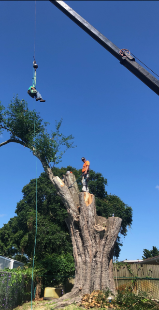 A crane lifts a worker in a harness while another person stands on top of a large tree stump.