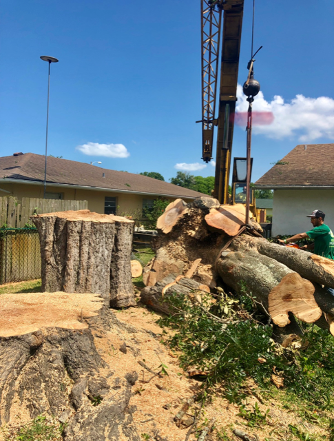 A worker uses a crane to lift sections of a large felled tree in a residential yard.