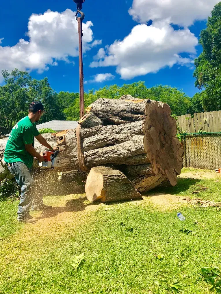 A person in a green shirt uses a chainsaw to cut a large suspended log on a grassy residential lawn.